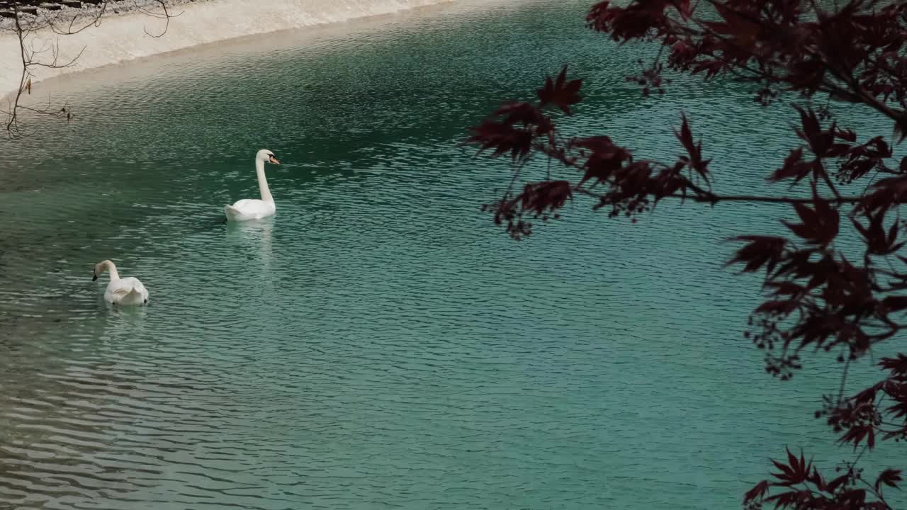 两只美丽优雅的白天鹅在碧绿的湖水中缓缓游动。跟踪鸟类栖息地-自然环境中的水禽。视频素材