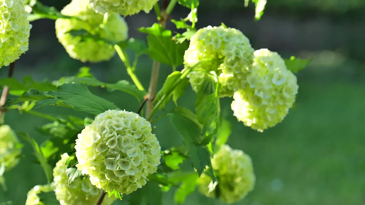 春天花园里的白绣球。花球球。白色开花灌木。美丽的花卉自然背景。视频下载