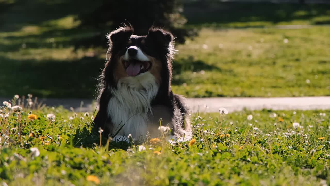 在一个阳光明媚的早晨，一只澳大利亚牧羊犬黑色三色躺在公园春花丛中的绿色草地上，摆姿势，微笑着。狗休息一下，然后欢快地向前跑。视频素材