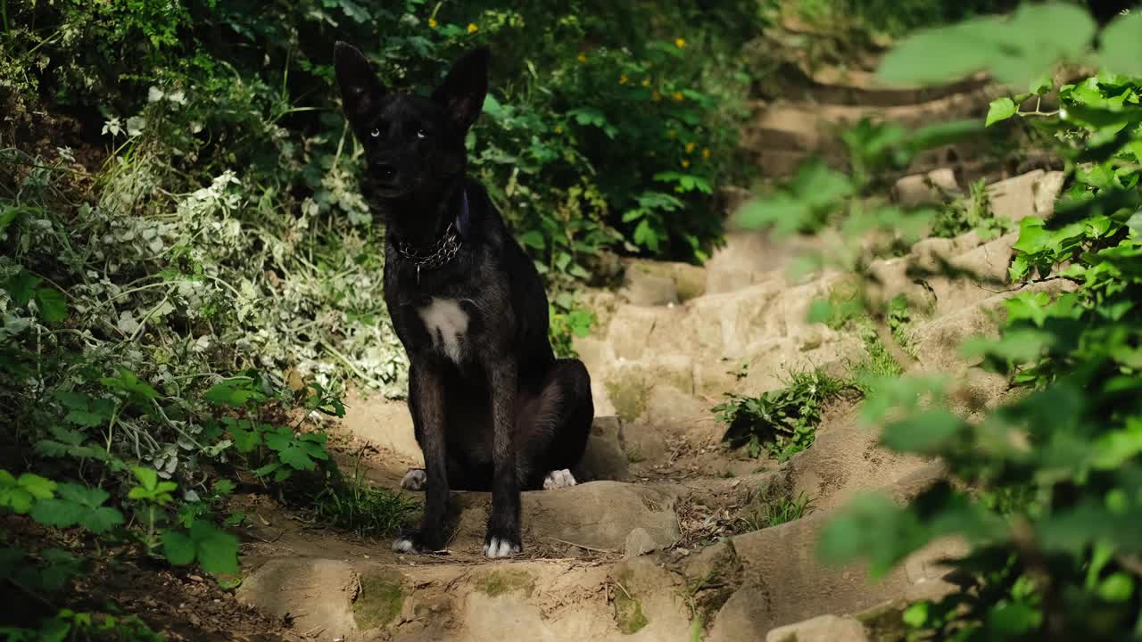 在一个阳光明媚的春天，一只狗狗坐在公园里一个古老的石头楼梯上摆好姿势。一只可爱的黑蓝眼睛的杂种狗站在外面的绿色植物中间。视频下载