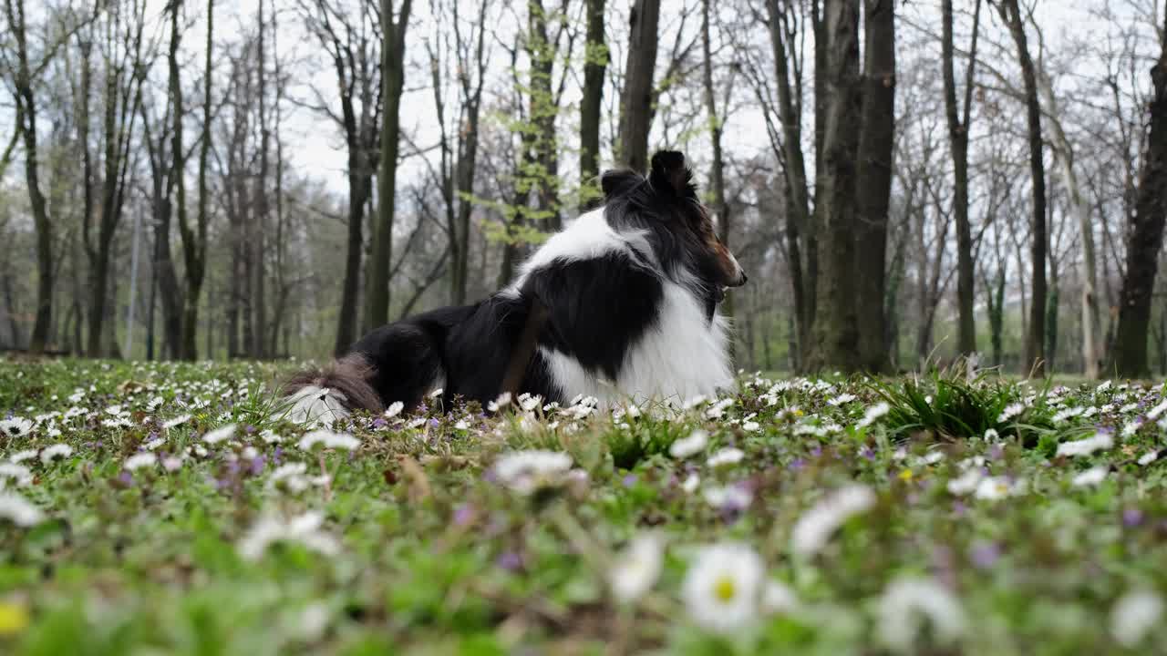 三色毛牧羊犬在春天的公园里摆姿势。苏格兰柯利犬，长毛英国柯利犬躺在长满野花的绿色草地上。可爱友好的宠物户外肖像。视频素材