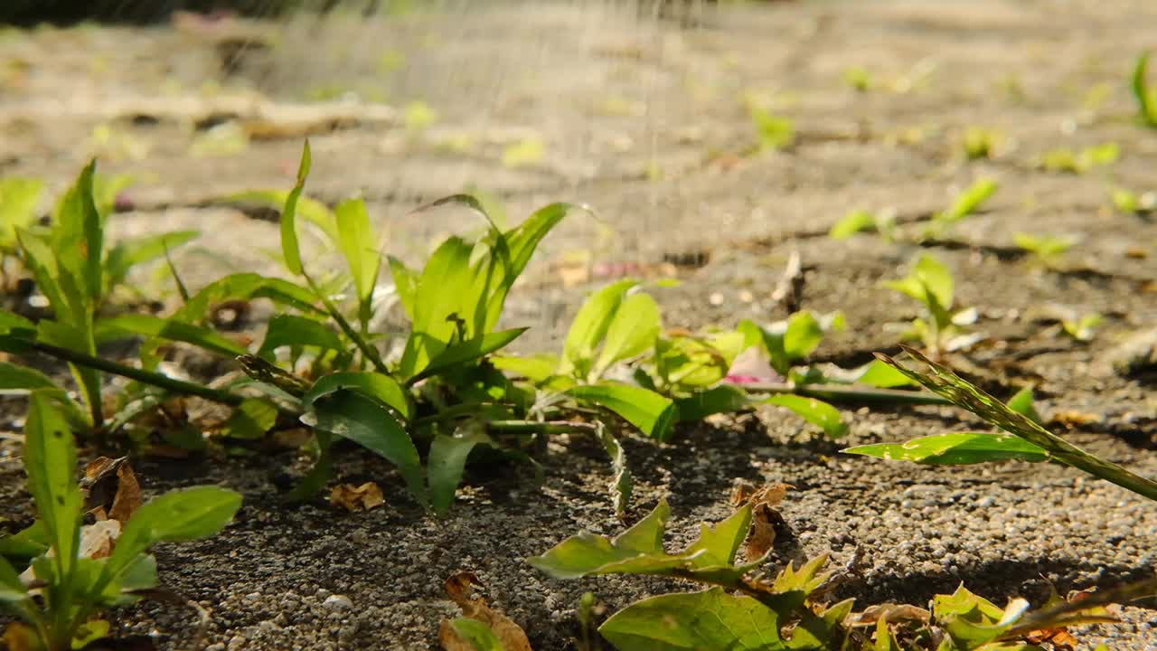 除草剂喷雾。杂草控制化学品。清除瓷砖和路面上的杂草。溅起的水花飞落在院子石板上的草上视频下载