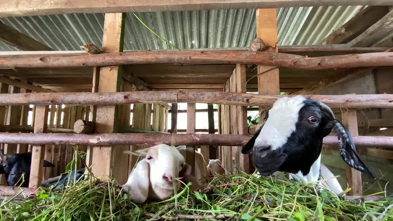 家养山羊视频素材