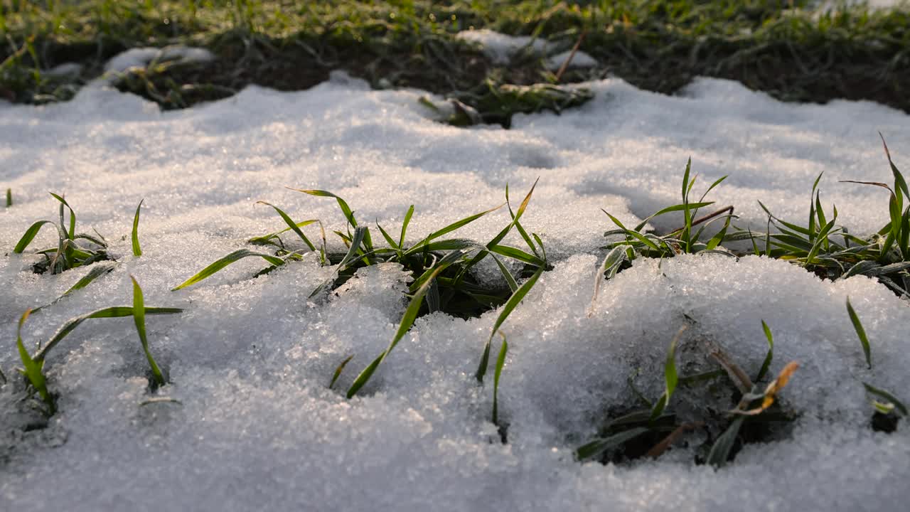 白雪覆盖的绿色小麦芽，近距离看视频素材