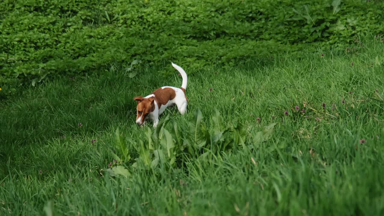 狗站在一块空地上吃草，然后拿起球，欢快地跑了上去。一个活跃和精力充沛的年轻红白相间的杰克罗素梗在一个阳光明媚的日子里散步。视频素材