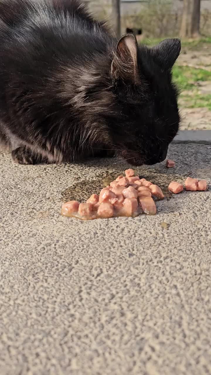 可怜的流浪黑猫在户外直接从地上吃干粮的特写。视频素材