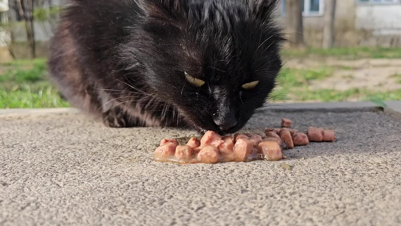 可怜的流浪黑猫在户外直接从地上吃干粮的特写。视频素材