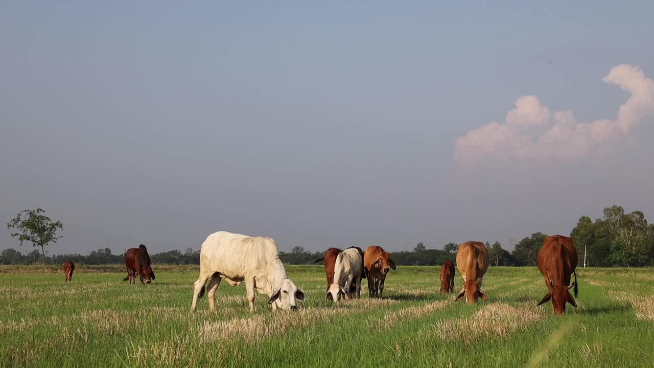 一群白色和棕色的牛在大嚼地上的杂草。视频下载