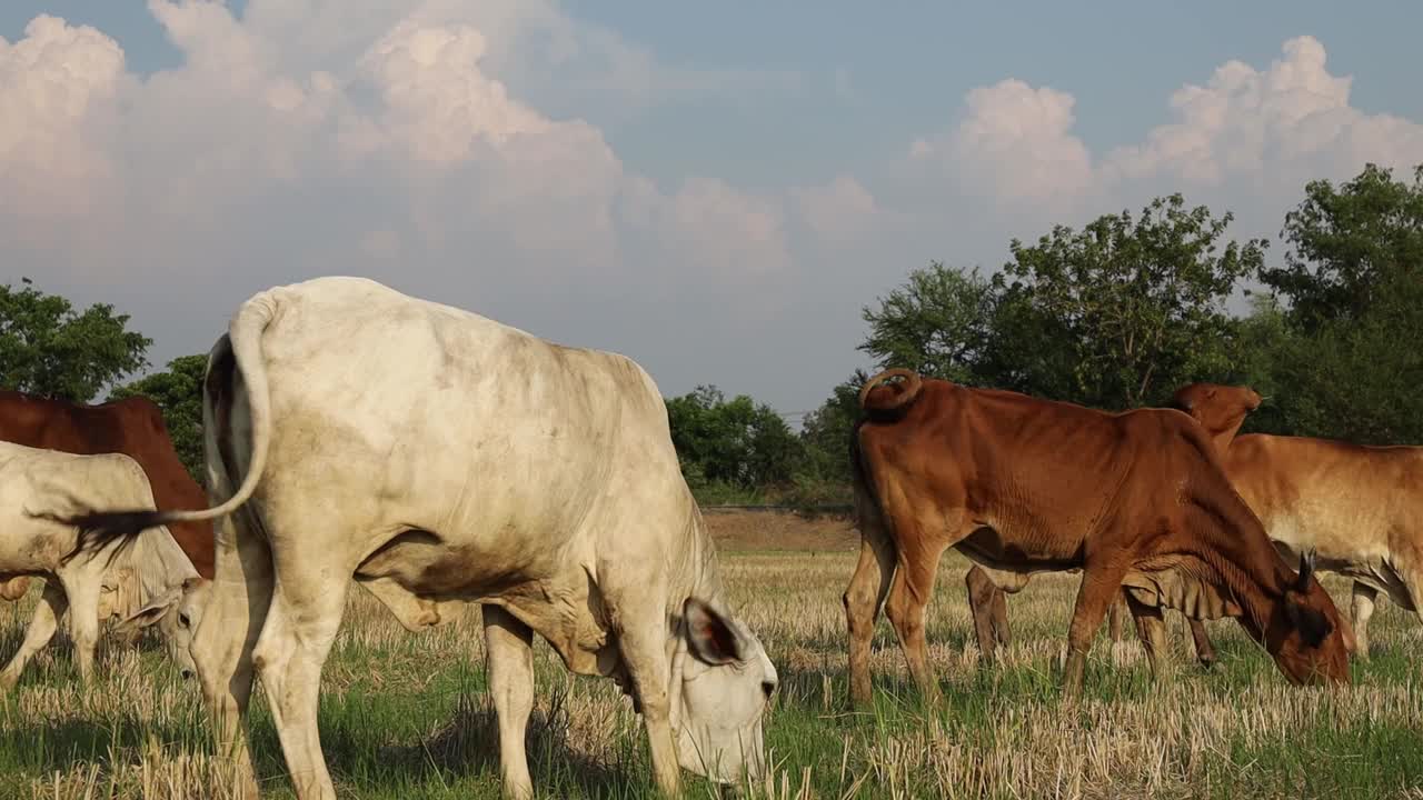 一群白色和棕色的牛在大嚼地上的杂草。视频素材