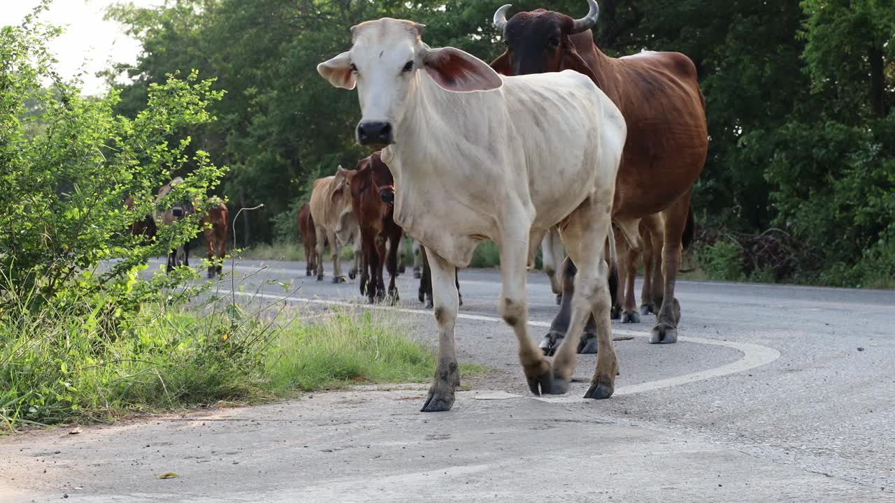 一群牛，有白色的，也有棕色的，走在一条铺好的路上。视频素材