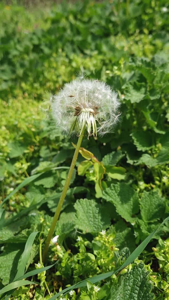 蒲公英吹球的种子被春天的平静翅膀所感动。自然背景，绿色自然视频素材