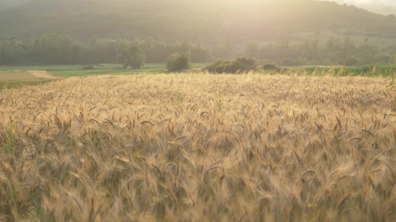 夕阳下的麦田。壮观景色4k视频素材