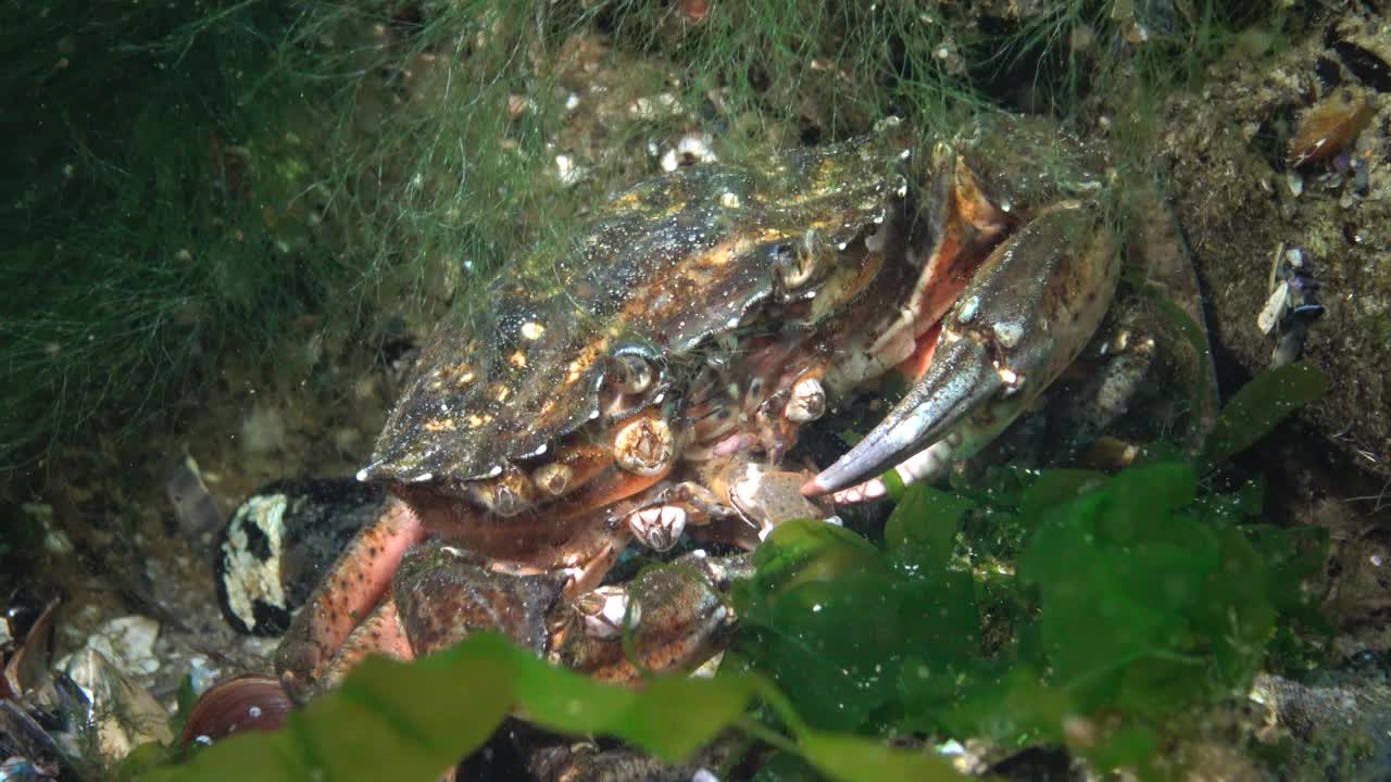 营养青蟹或滨蟹(Carcinus maenas, Carcinus aestuarii)，食用另一种蟹，即在海底捕获的蟹。黑海视频素材