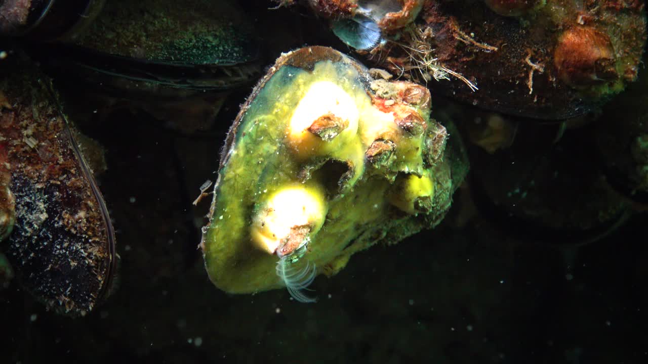 小甲壳类动物以浮游生物为食。甲壳类动物在贻贝上的小房子，上面覆盖着黄色的海绵。视频素材