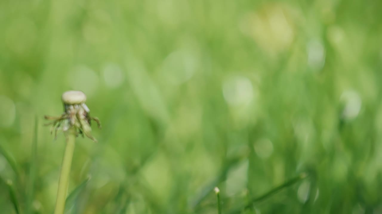 在背景模糊的草地上拍摄蒲公英的镜头视频下载