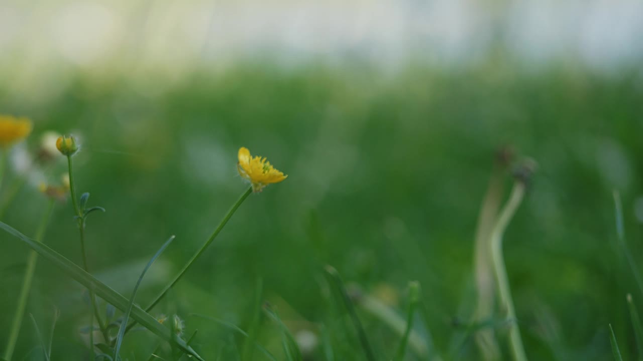 克罗地亚萨格勒布贾伦湖阳光明媚的草地上的特写镜头视频下载