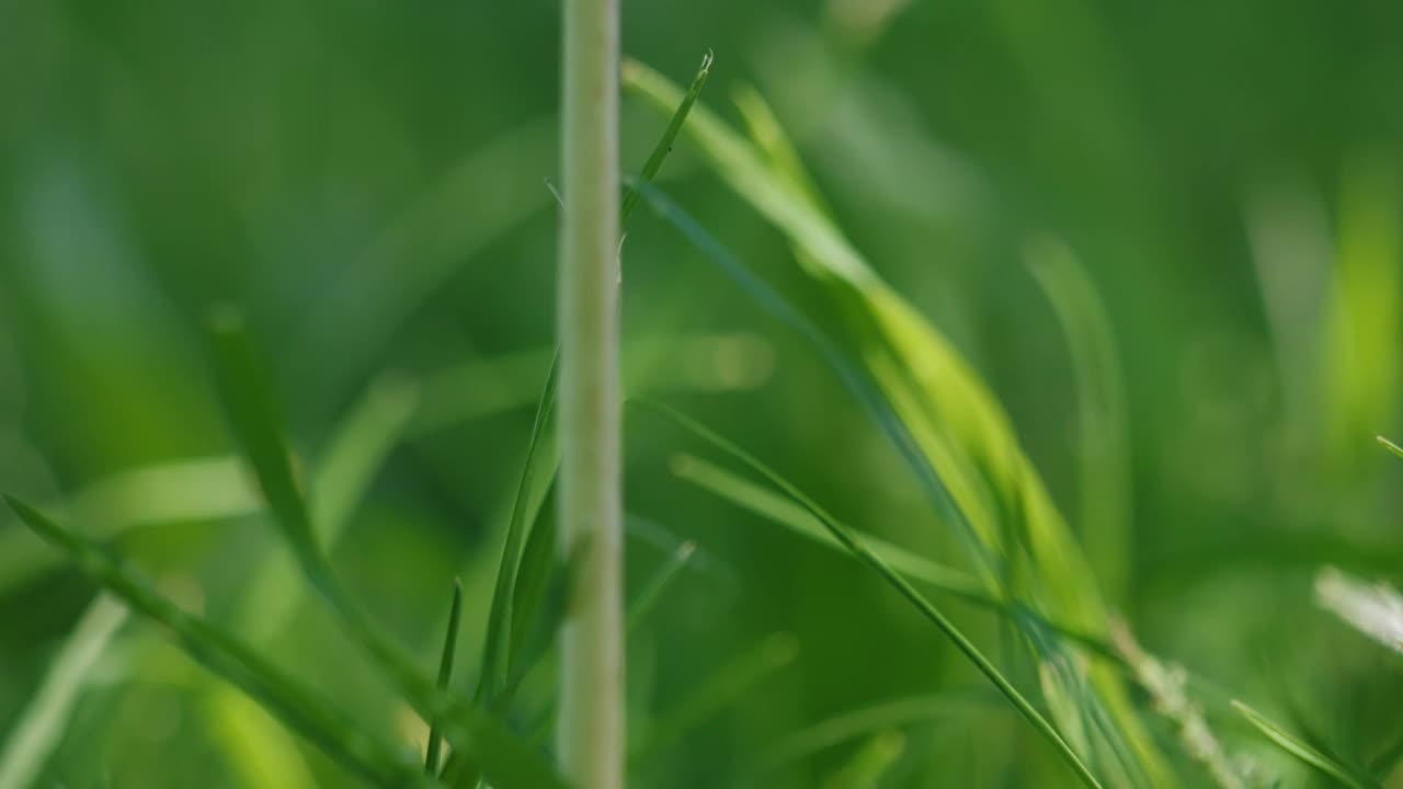 一株枯萎的蒲公英在草地上的倾斜镜头，背景模糊视频下载