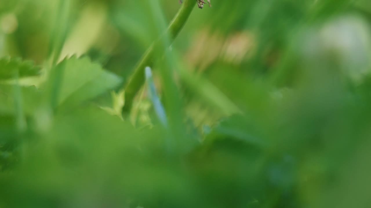 背景模糊的草地上一朵闭合的蒲公英的倾斜镜头视频下载