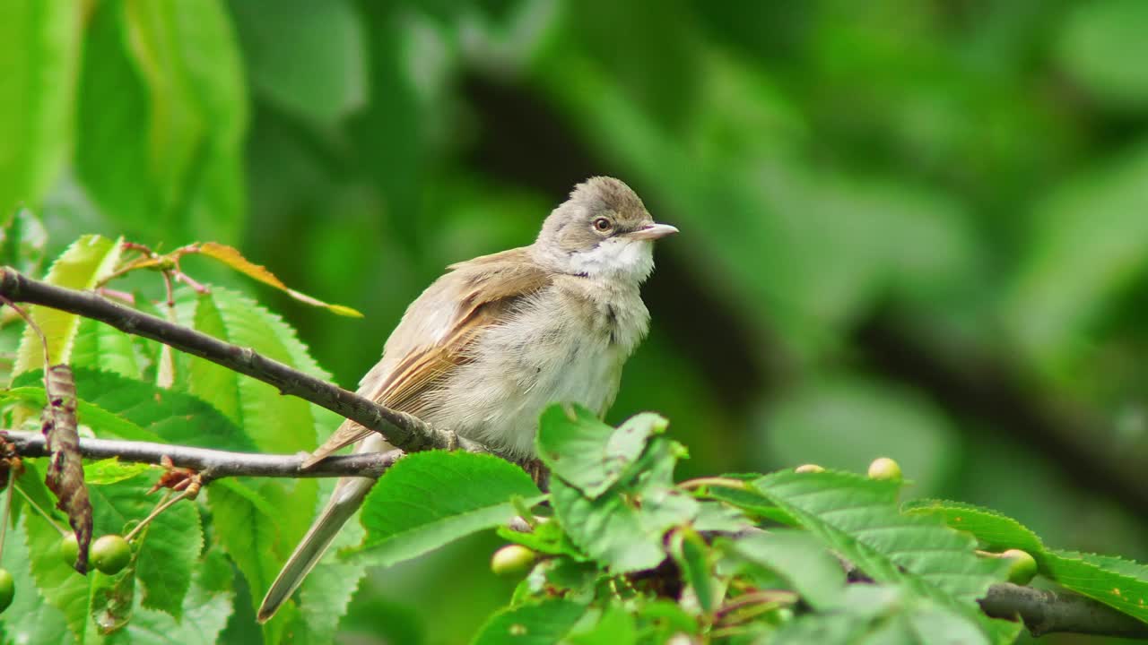 清晨，欧洲德国图林根州埃尔福特，大苇莺(Acrocephalus arundinaceus)坐在一棵树上，在池塘边啁啾歌唱视频素材