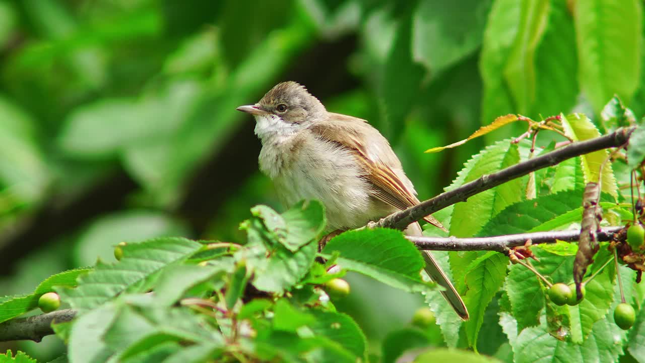 清晨，欧洲德国图林根州埃尔福特，大苇莺(Acrocephalus arundinaceus)坐在一棵树上，在池塘边啁啾歌唱视频素材