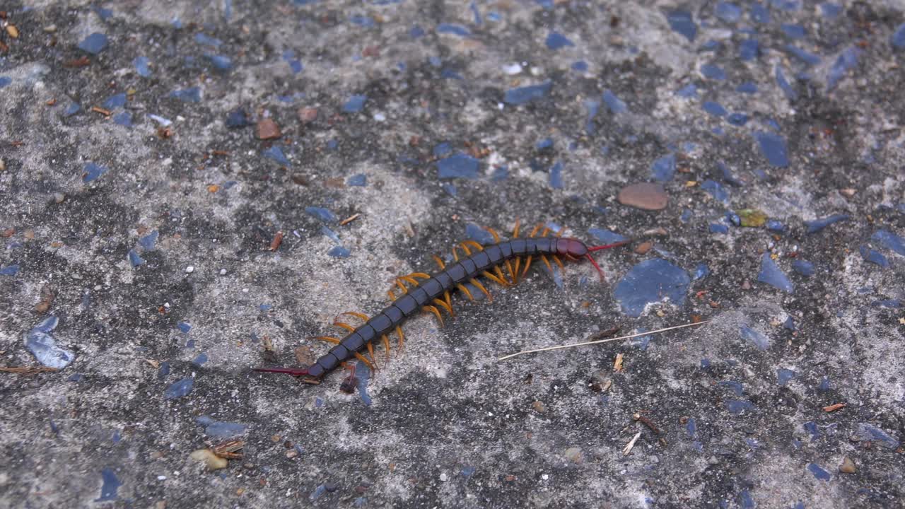 地板上的蜈蚣视频素材