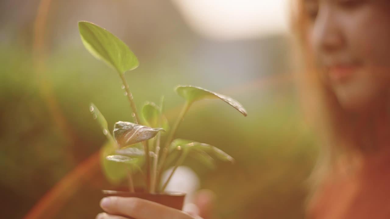 正在给小植物浇水的妇女。视频下载