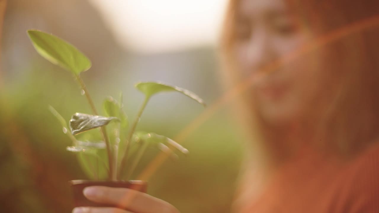 正在给小植物浇水的妇女。视频下载