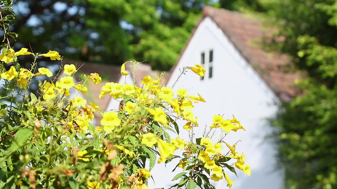 蜜蜂在房子前面开着黄花的树上飞来飞去。黄色的花覆盖着树枝。视频素材