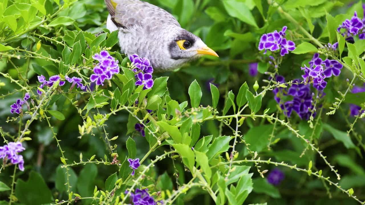 鸟与紫花的互动视频素材