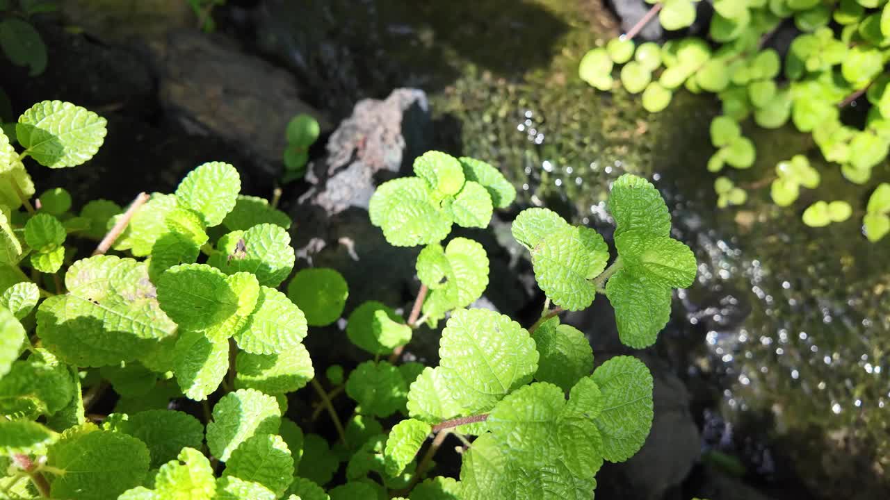 小溪流过天然的绿植。视频素材