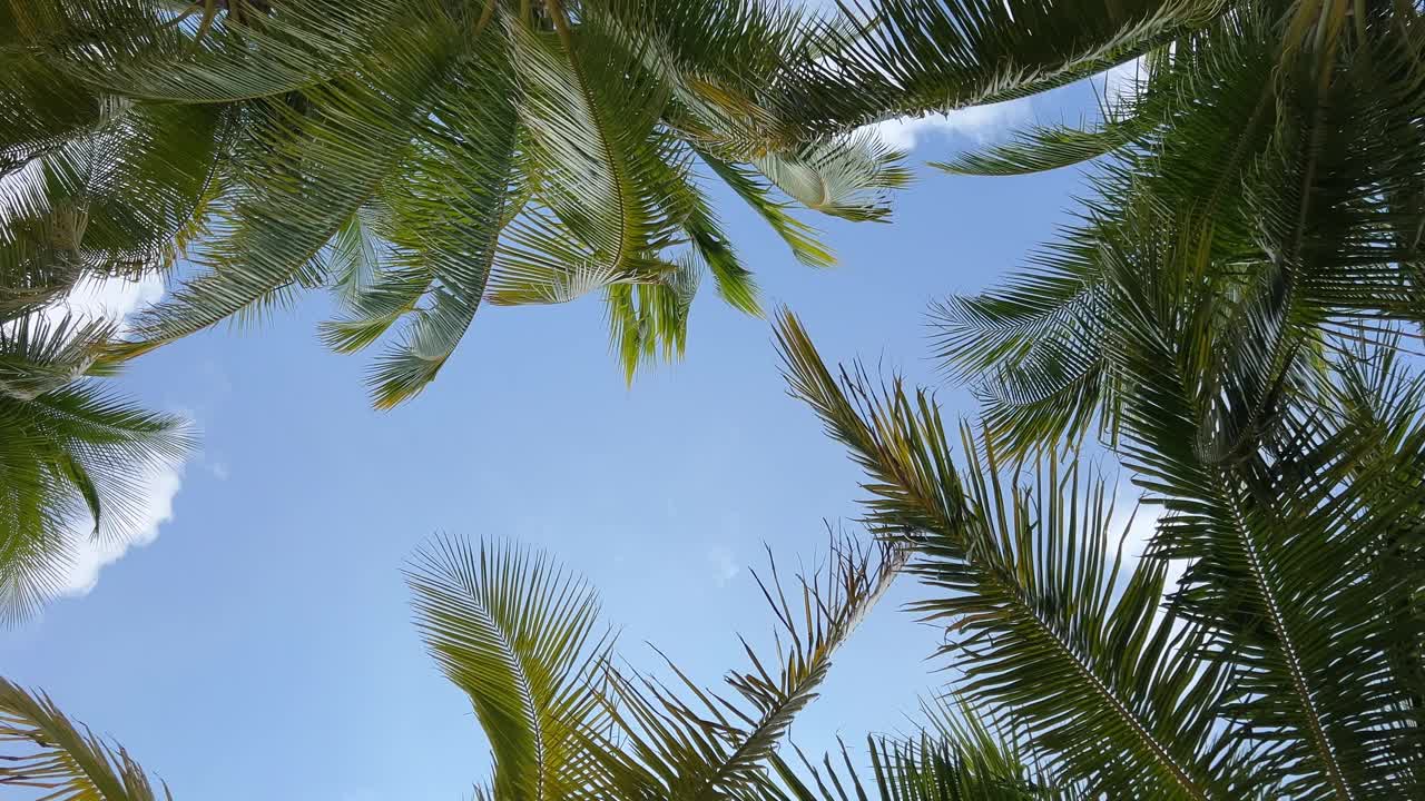 夏日沙滩背景棕榈树映衬蓝天旗帜全景，热带旅游胜地。视频素材