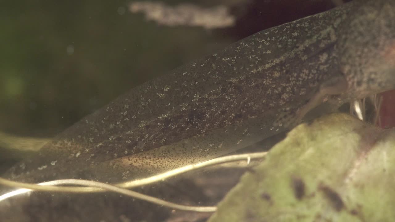 水下的小蝌蚪长着小腿视频素材