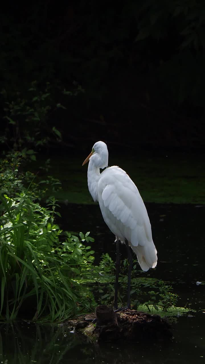 大白鹭在池塘上整理羽毛的特写。大白鹭(Ardea alba)，普通白鹭，大白鹭视频素材