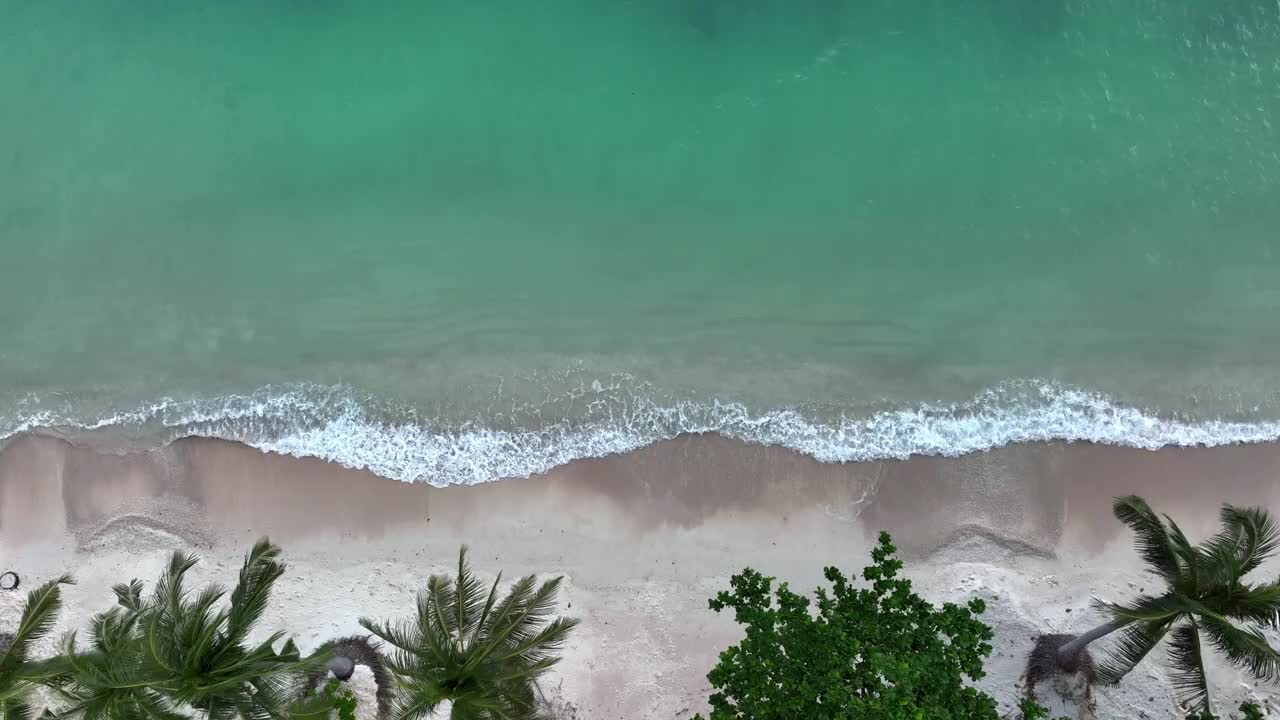 夏日棕榈树和热带海滩，蓝色的海滨背景视频素材