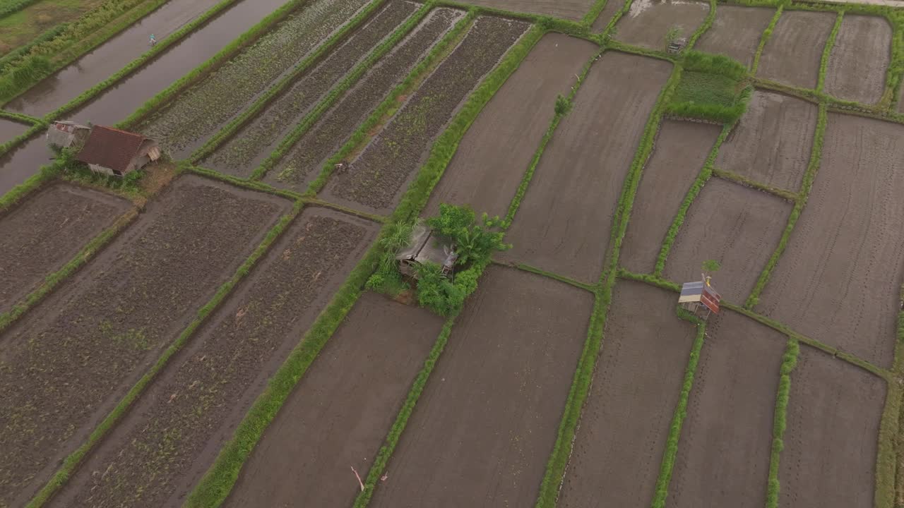 鸟瞰巴厘岛日出时的稻田、梯田和棕榈树。视频素材