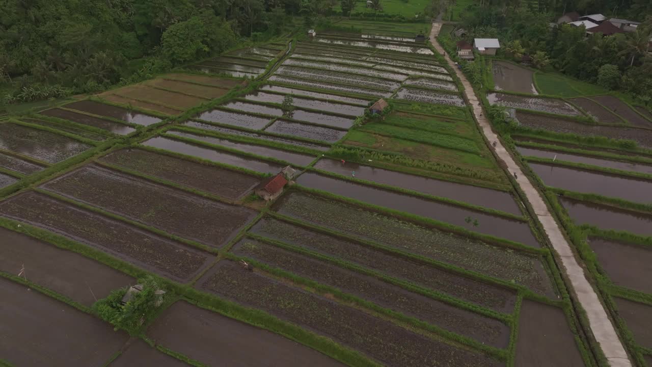 巴厘岛日出时的稻田鸟瞰图。视频素材