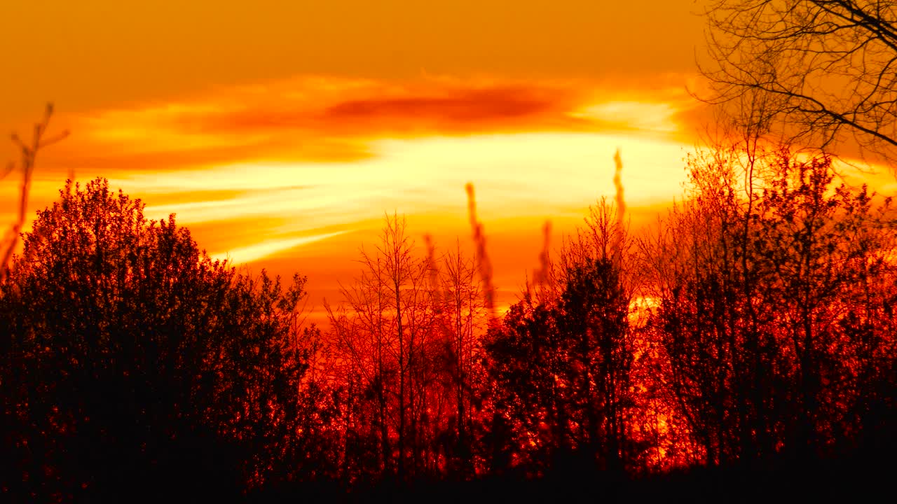 在明亮的红色燃烧的夕阳天空背景上的树枝静态拍摄视频素材