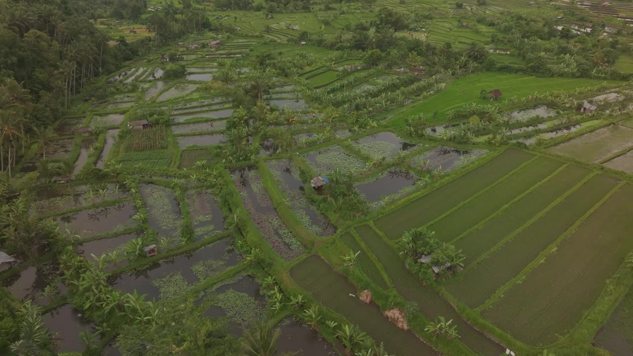 鸟瞰稻田，棕榈树，日出时的阿贡火山，巴厘岛。视频素材