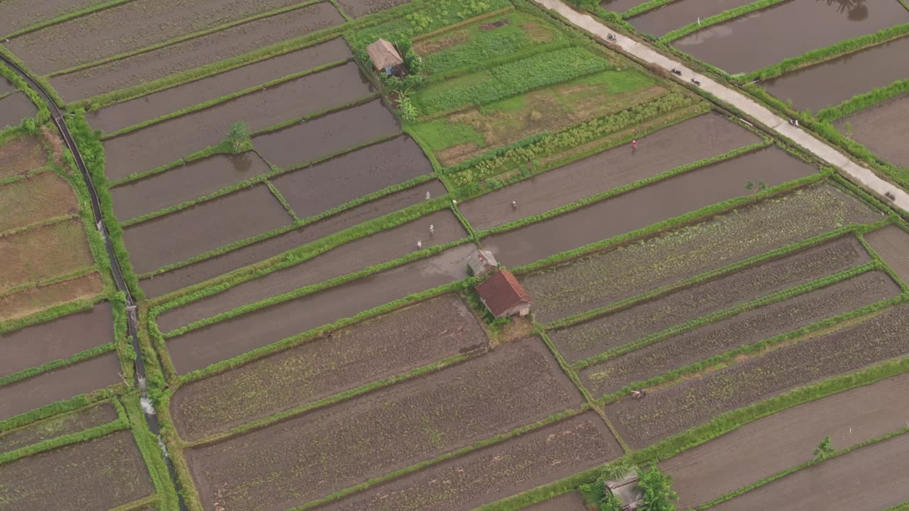 巴厘岛日出时的稻田鸟瞰图。视频素材