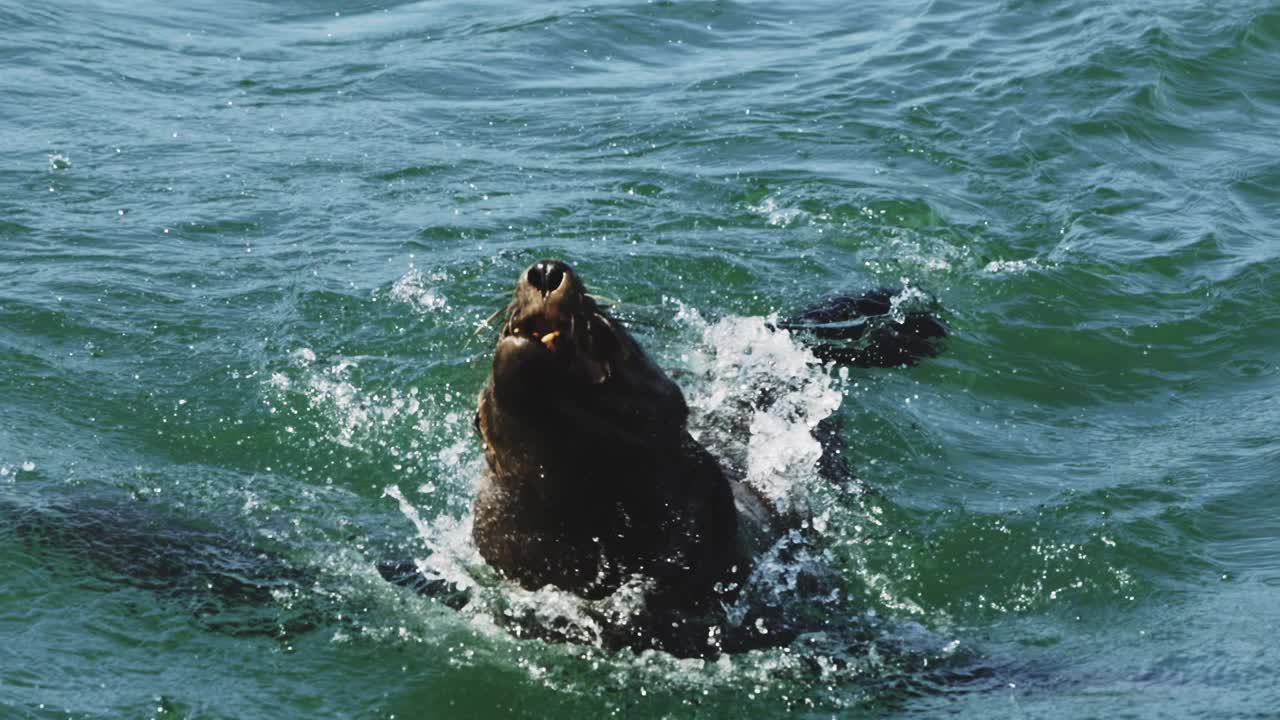 海狮和海豹试图用一块鱼来捕捉诱饵。野生海狗在南非水域狩猎。提供交易。南非的野生食肉动物。野生动物。海豹跳出水面视频素材