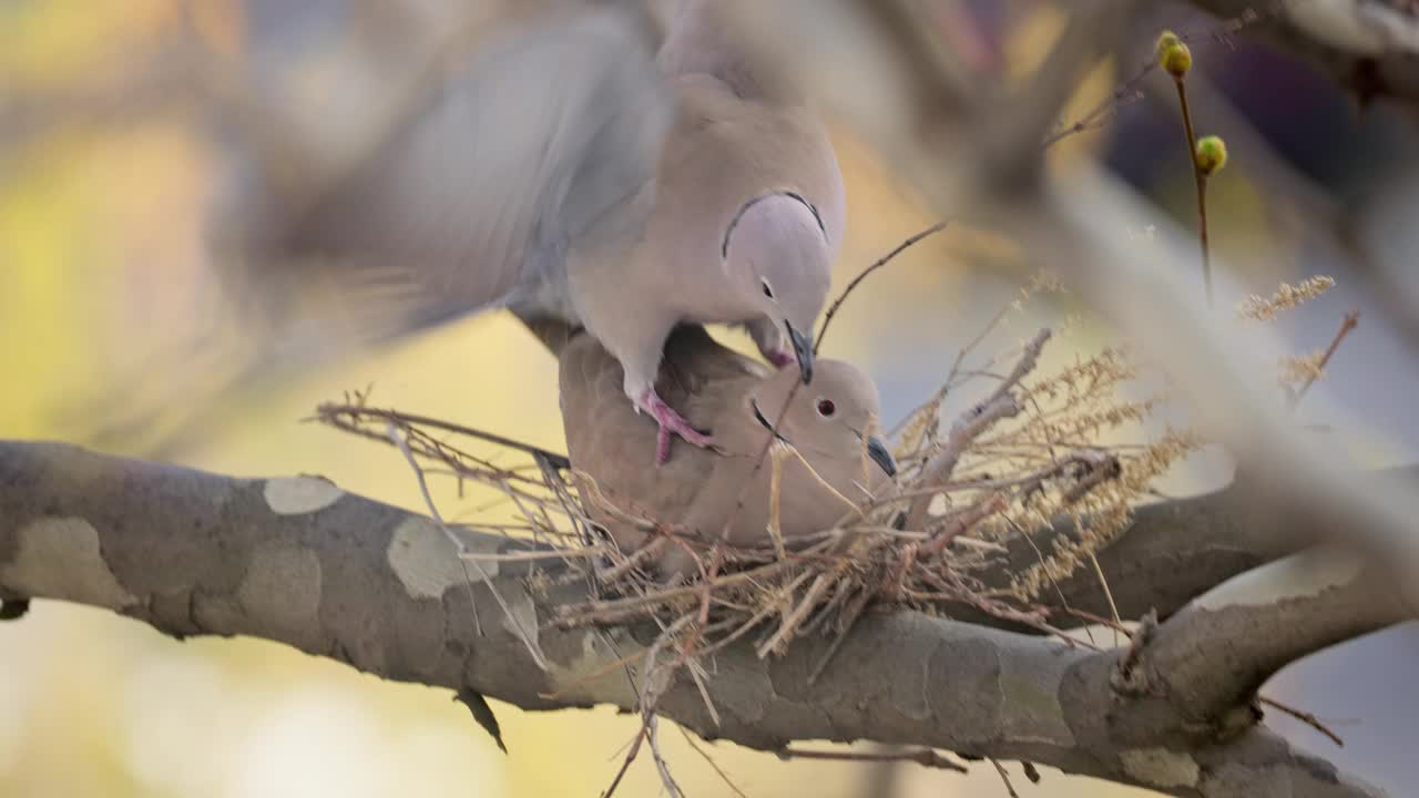 欧亚领鸽(Streptopelia Decaocto)，一对土耳其鸽子求偶行为和在树枝上筑巢视频素材