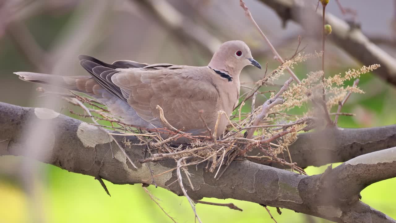 欧亚领鸽(Streptopelia Decaocto)，一对土耳其鸽子求偶行为和在树枝上筑巢视频下载