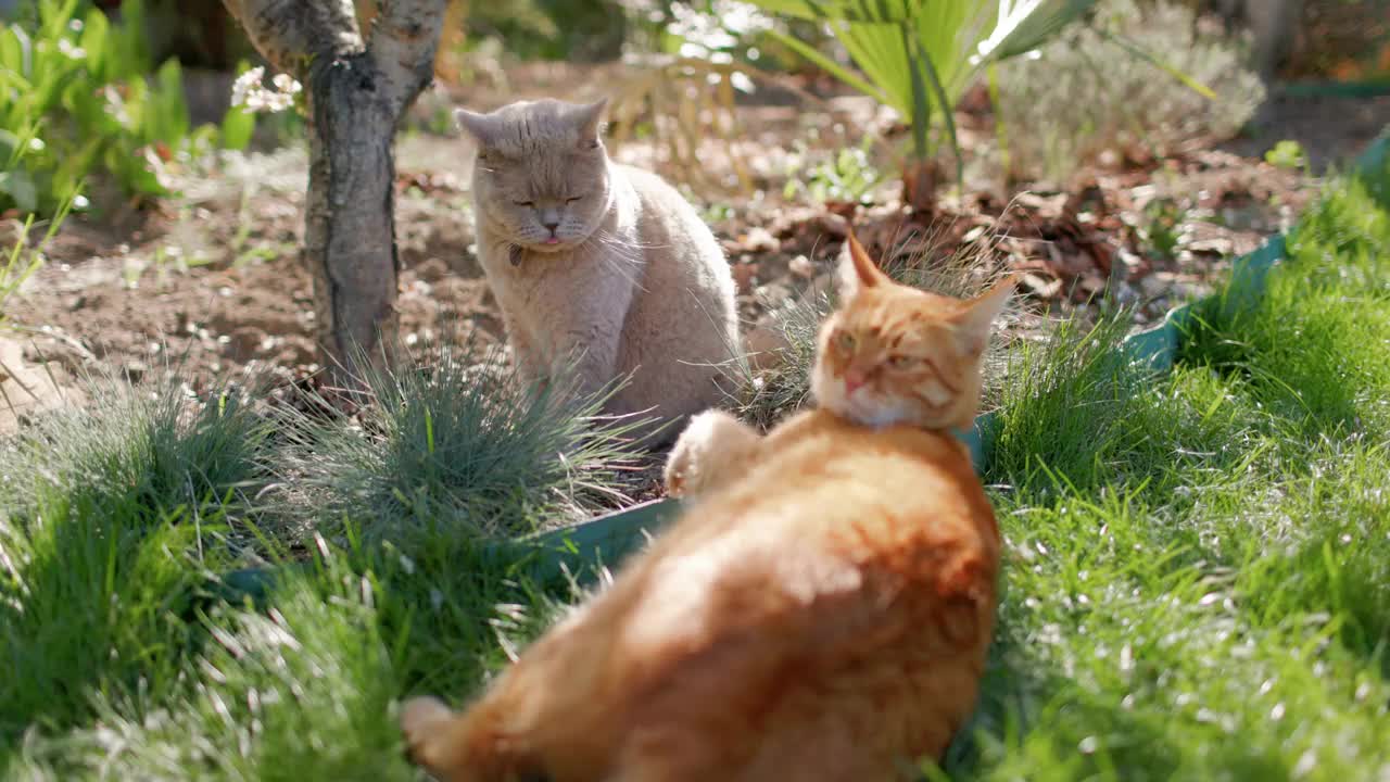 可爱的姜黄色和苏格兰猫在后院放松。一对毛茸茸的小猫躺在户外的草坪上视频素材