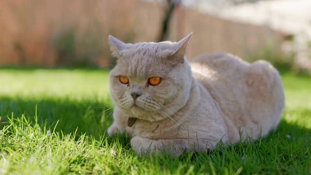 可爱的苏格兰猫在后院花园的特写。一只灰色的毛猫躺在户外的草坪上视频素材