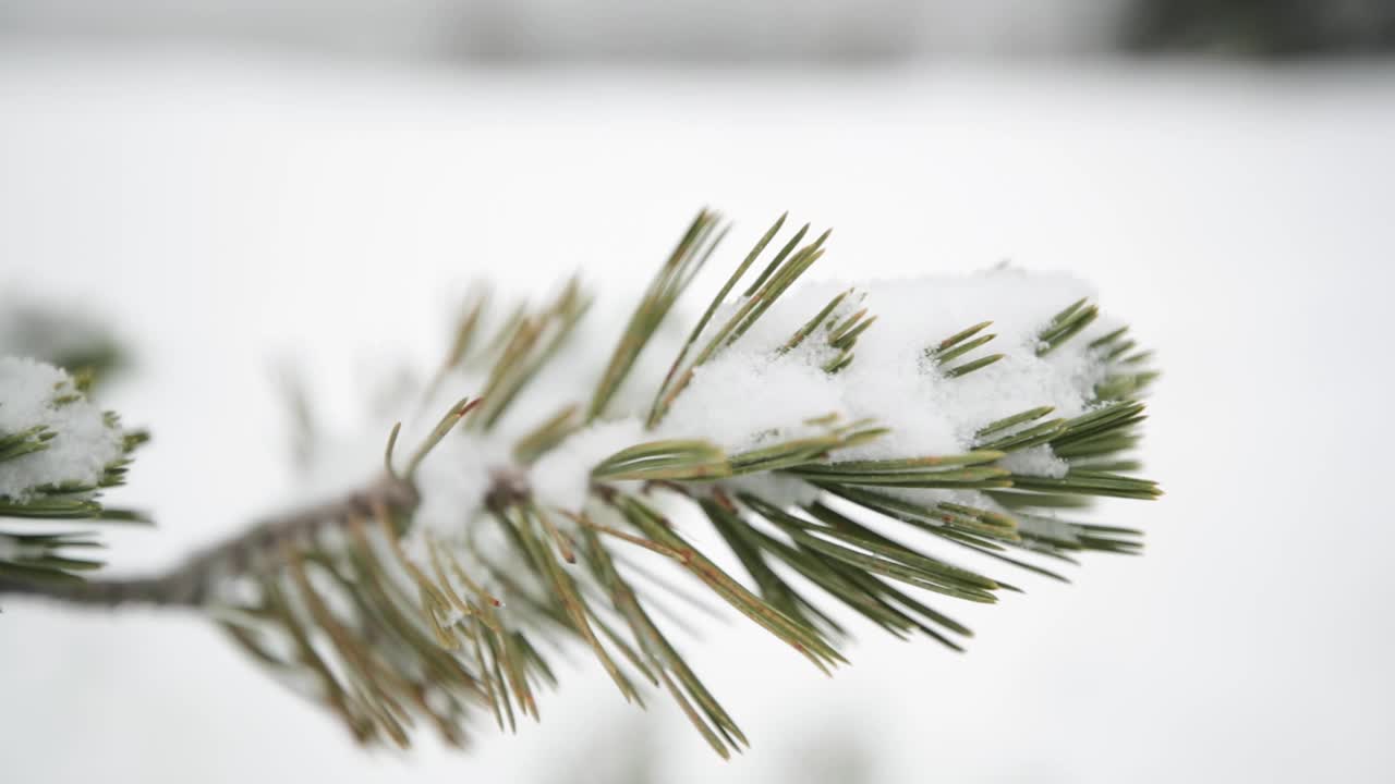 蒙大拿山上树上的雪视频素材