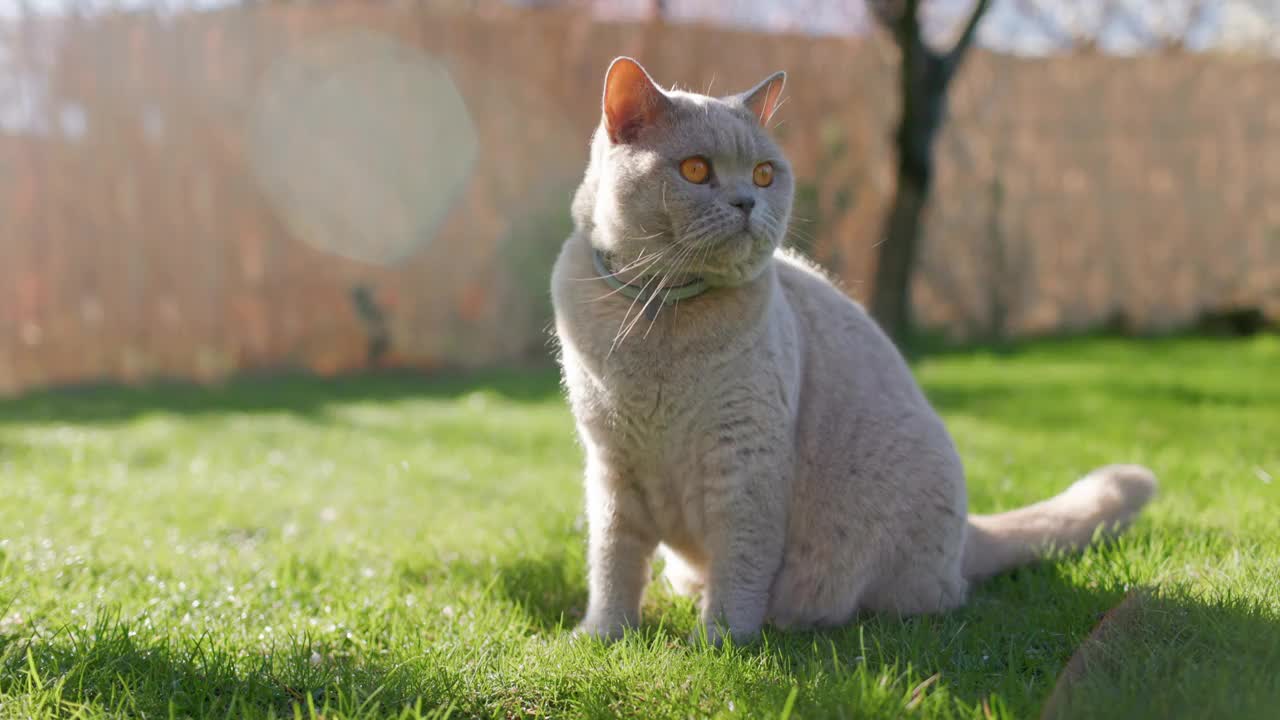 苏格兰猫在后院花园的特写。灰色的毛猫坐在户外的草坪上视频素材