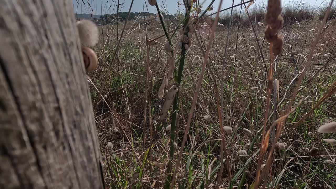 附着在干燥植物树枝上的许多蜗牛视频下载