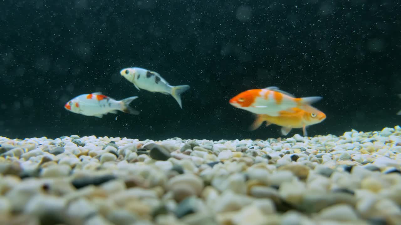 彩色小锦鲤鱼在水族馆，水下拍摄视频下载