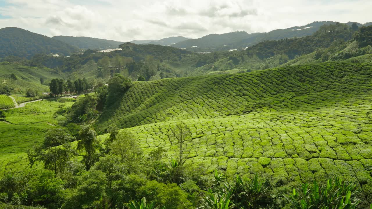 东南亚马来西亚金马仑高原，连绵起伏的茶园全景视频下载