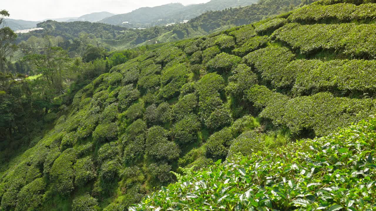 陡峭的山坡上长满了郁郁葱葱的彩色茶树，包括周围风景如画的山丘和山谷，都是马来西亚金马仑高原一个大型茶园的一部分视频下载